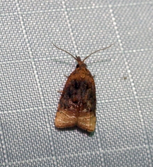 Platynota flavedana