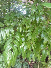 Alectryon excelsus excelsus