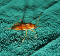 Dagbertus flavoscutellatus