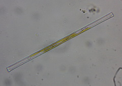 Bacillariophyceae