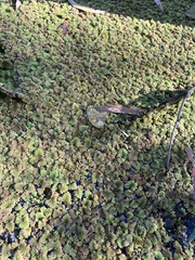 Azolla pinnata