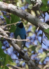 Tersina viridis