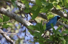 Tersina viridis