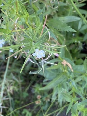 Epilobium ciliatum