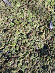 Azolla pinnata