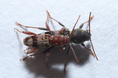 Xylotrechus colonus
