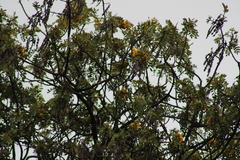 Chlorodrepanis virens virens