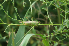 Conocephalus fuscus