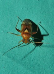 Dagbertus flavoscutellatus