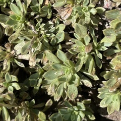 Petrophytum caespitosum