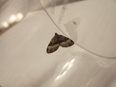 Euphyia intermediata