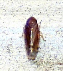 Xestocephalus