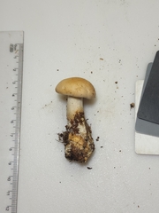 Gerhardtia