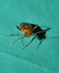 Dagbertus flavoscutellatus