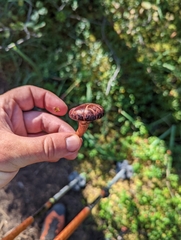 Chroogomphus rutilus