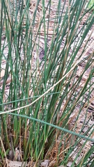 Juncus pallidus