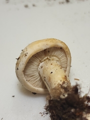 Gerhardtia