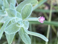 Epilobium ciliatum