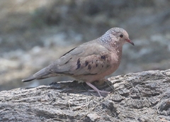 Columbina passerina