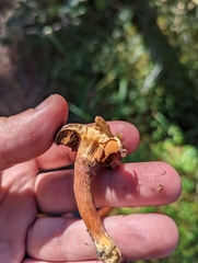 Chroogomphus rutilus