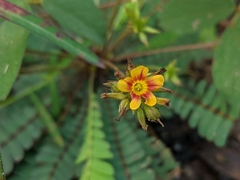 Biophytum sensitivum