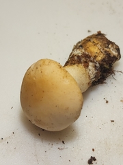 Gerhardtia