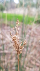 Juncus pallidus