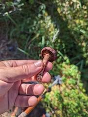 Chroogomphus rutilus