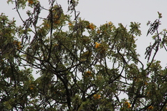 Chlorodrepanis virens virens