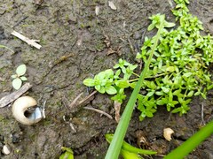 Callitriche palustris