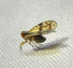 Bothriocera maculata