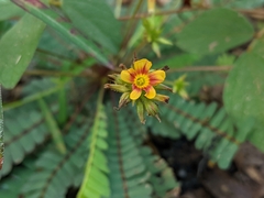 Biophytum sensitivum
