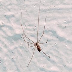 Pholcus manueli