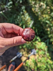 Chroogomphus rutilus