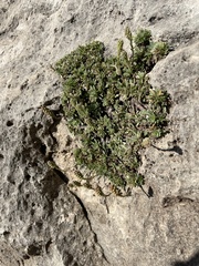 Petrophytum caespitosum