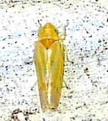 Erythridula