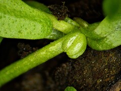 Callitriche palustris