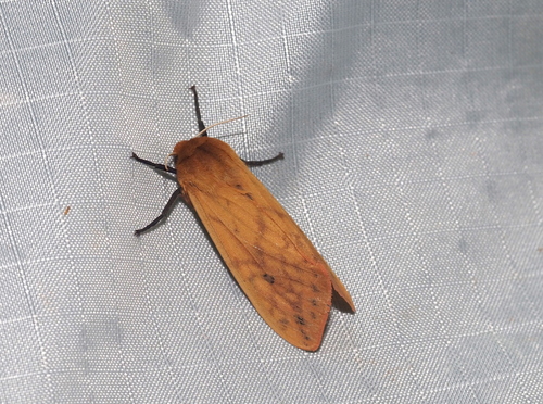 Isabella tiger moth