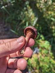 Chroogomphus rutilus