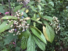 Viburnum nudum