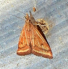 Microtheoris ophionalis