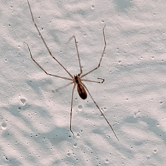 Pholcus manueli