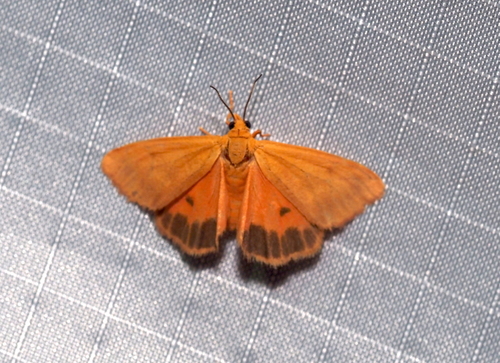 Orange Virbia Moth photo 4