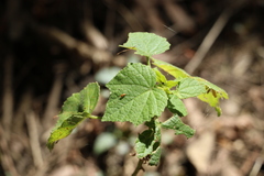 Hibiscus diversifolius