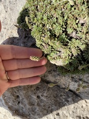 Petrophytum caespitosum