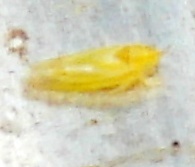 Erythridula