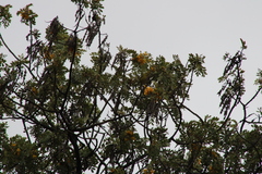 Chlorodrepanis virens virens