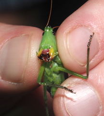 Neoconocephalus retusus