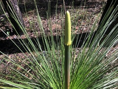 Xanthorrhoea johnsonii