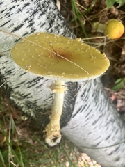 Amanita muscaria guessowii